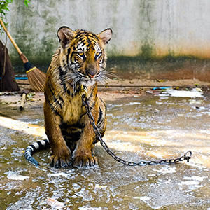 Tiger in chains