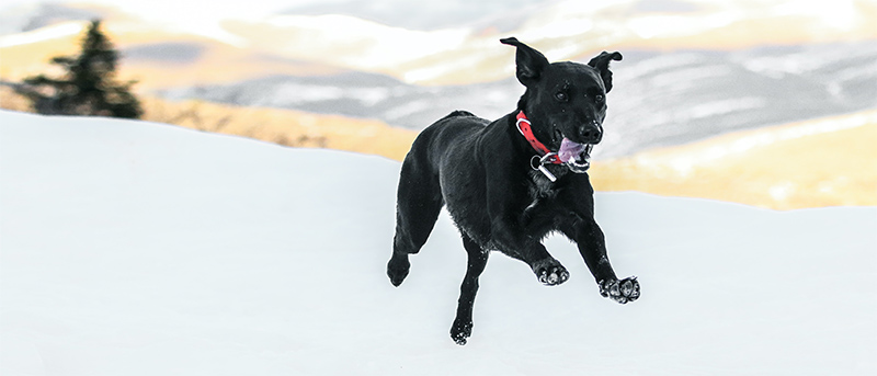 black dog running through snow in park city utah