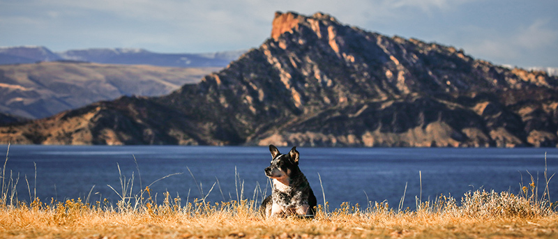 dog enjoying walk at flaming gorge utah