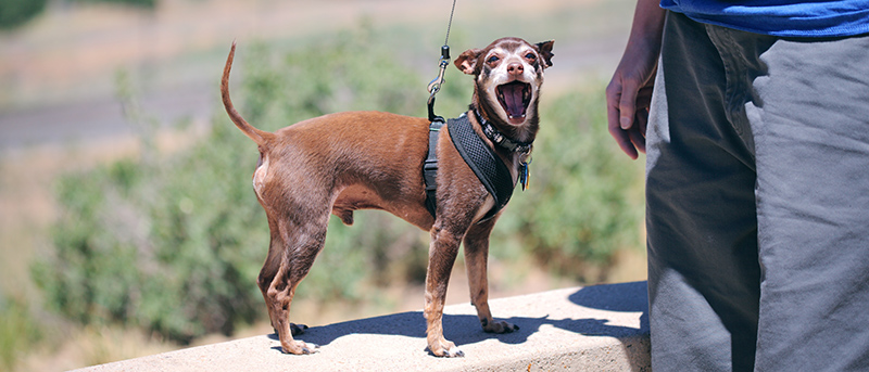 newly adopted mixed breed dog in utah