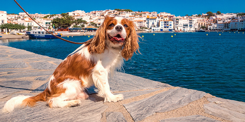 Cavalier King Charles Spaniel in spain