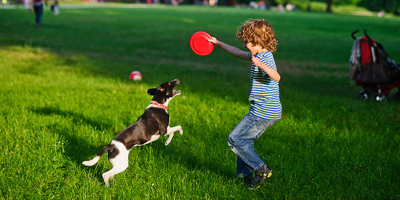 boy play at dog park