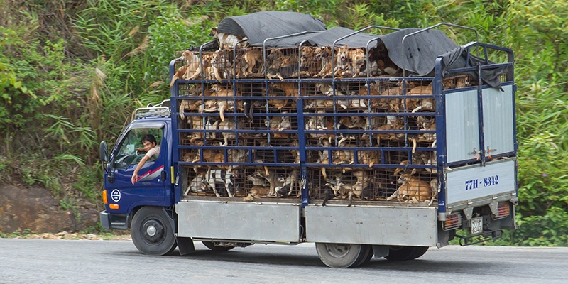 dogs destined for dog meat in vietnam