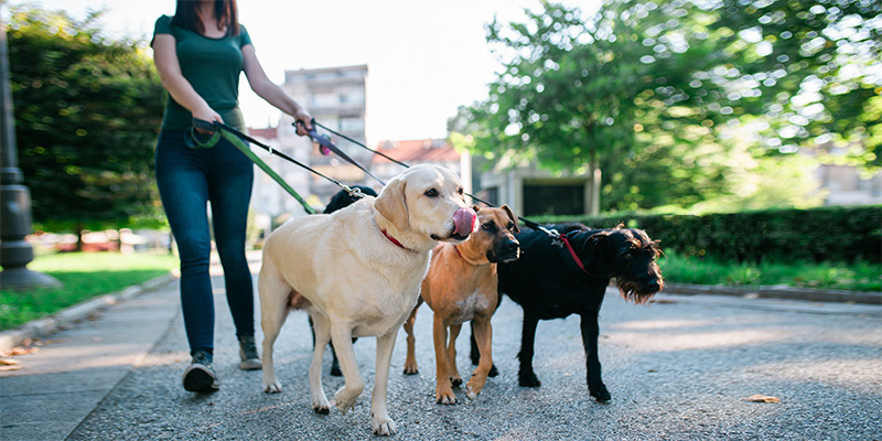 pet sitter walking dogs in city