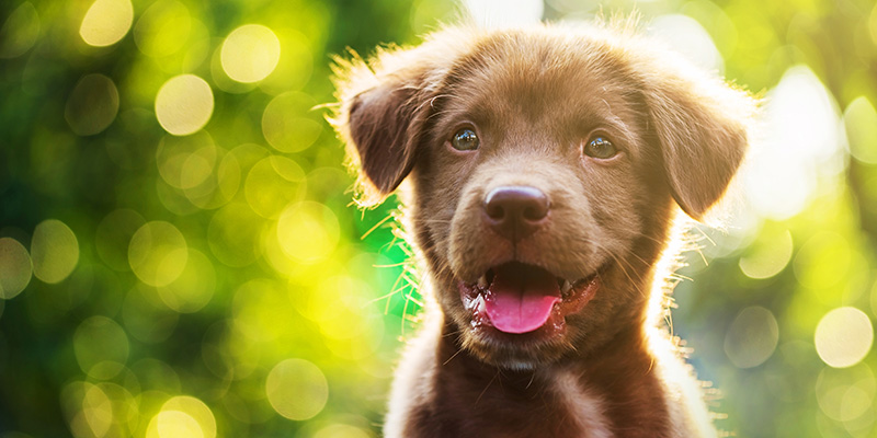 New Puppy Checklist: Essential Supplies Pet Experts Recommend