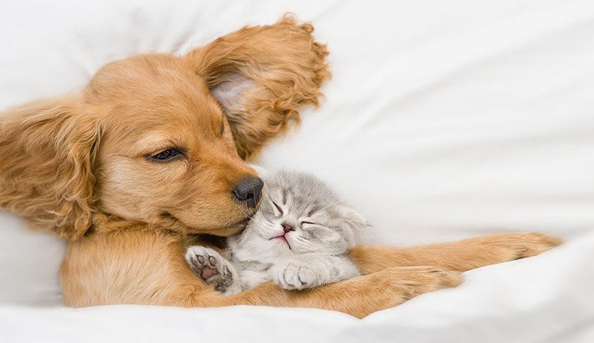 Puppy and kitten crop
